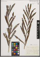 Foto von Salix purpurea L.